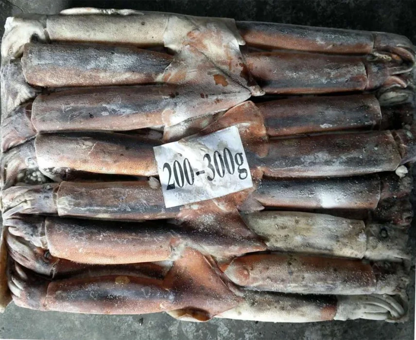 Fresh Frozen Squid Competitive Price Low Fat Frozen Arrow Squid For