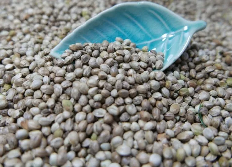 2019 Chinese Hemp Bird Seeds (seeds For Bird),Bird Seed,Bird Food