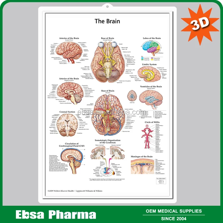 Advanced Medical Supplies Human Teaching Brain Model With Tabbed Overlays - Buy Medical Model ...