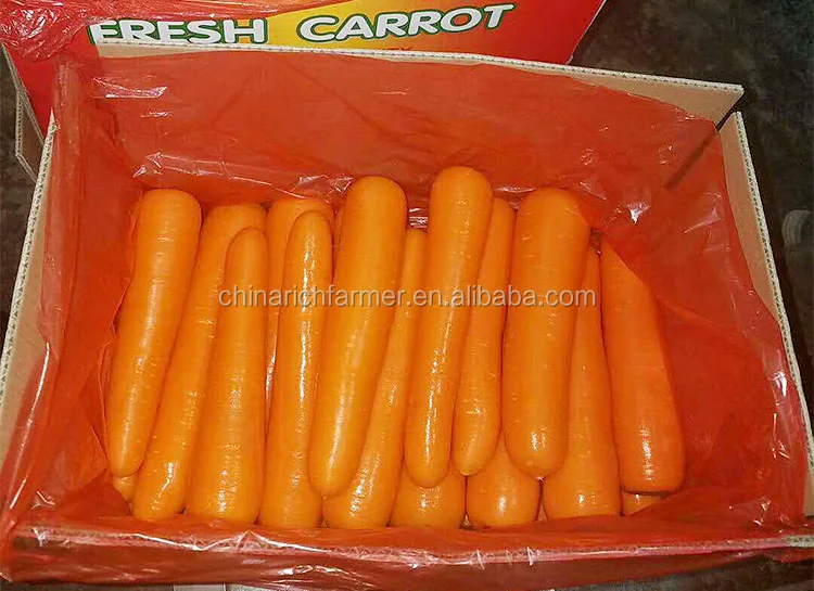carrot-2 (2).jpg