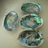 Good Quality raw material abalone paua shell in stock abalone shell low price