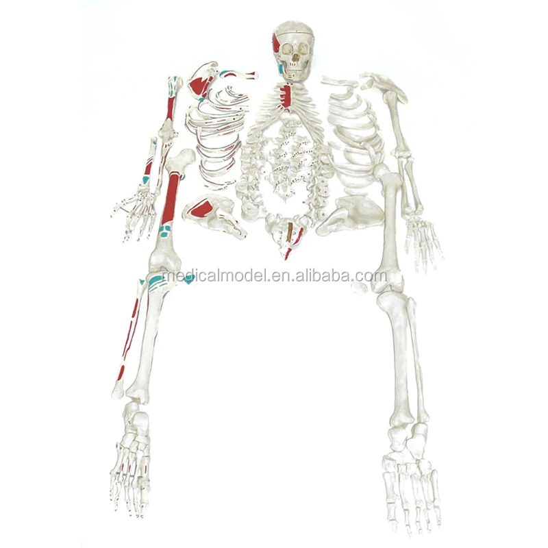 Disarticulated人間スケルトン解剖モデルで塗装筋肉 Buy Disaticulatedスケルトン塗装 Disarticulatedフル骸骨 Ainted筋肉解剖骨格モデル Product On Alibaba Com