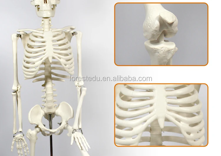 9 Anatomy skeleton.jpg