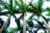 Amazing outdoor and indoor 6M Areca Catechu tree for sale