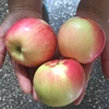 Global Gap Approved Good-Tasting Chinese Fuji Apple Fruit