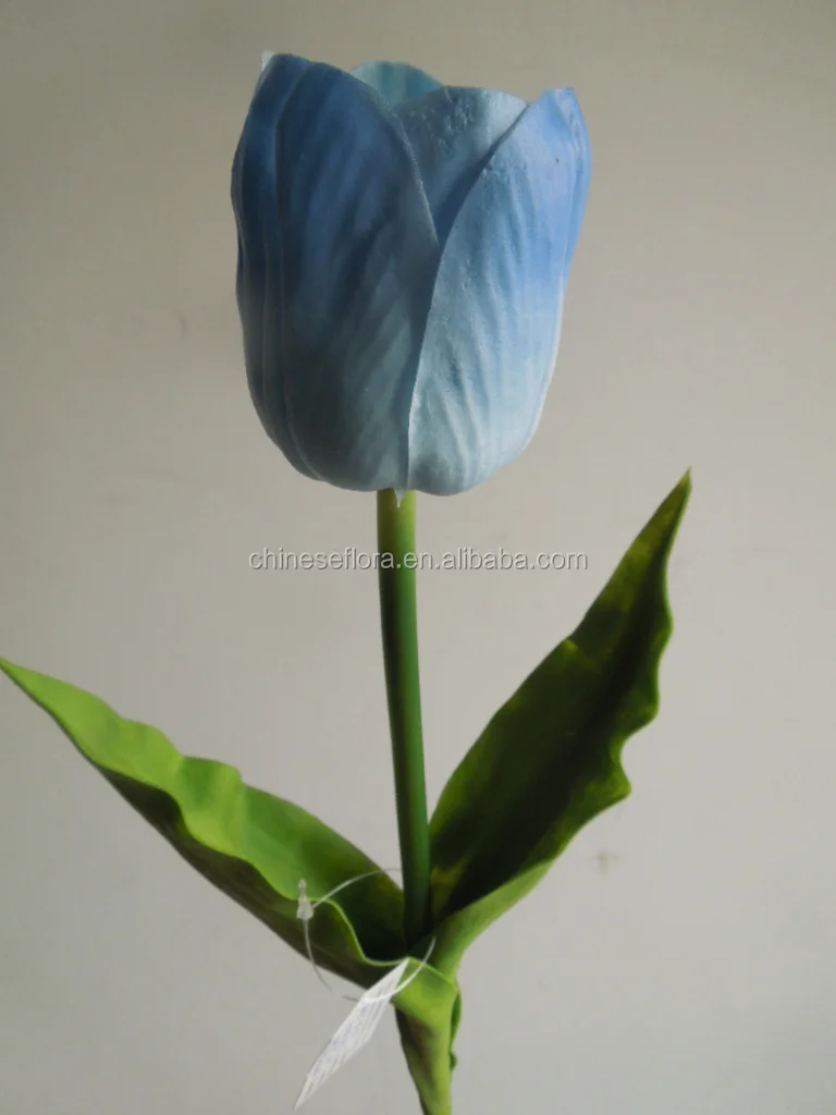 Gambar Bunga Tulip Biru Pickini