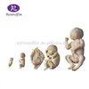 Real human fetus model,fetal model for 4 different period
