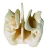 Medical anatomical model of human ethmoid bone enlarged,Advanced medical anatomy demonstration model of ethmoid bone