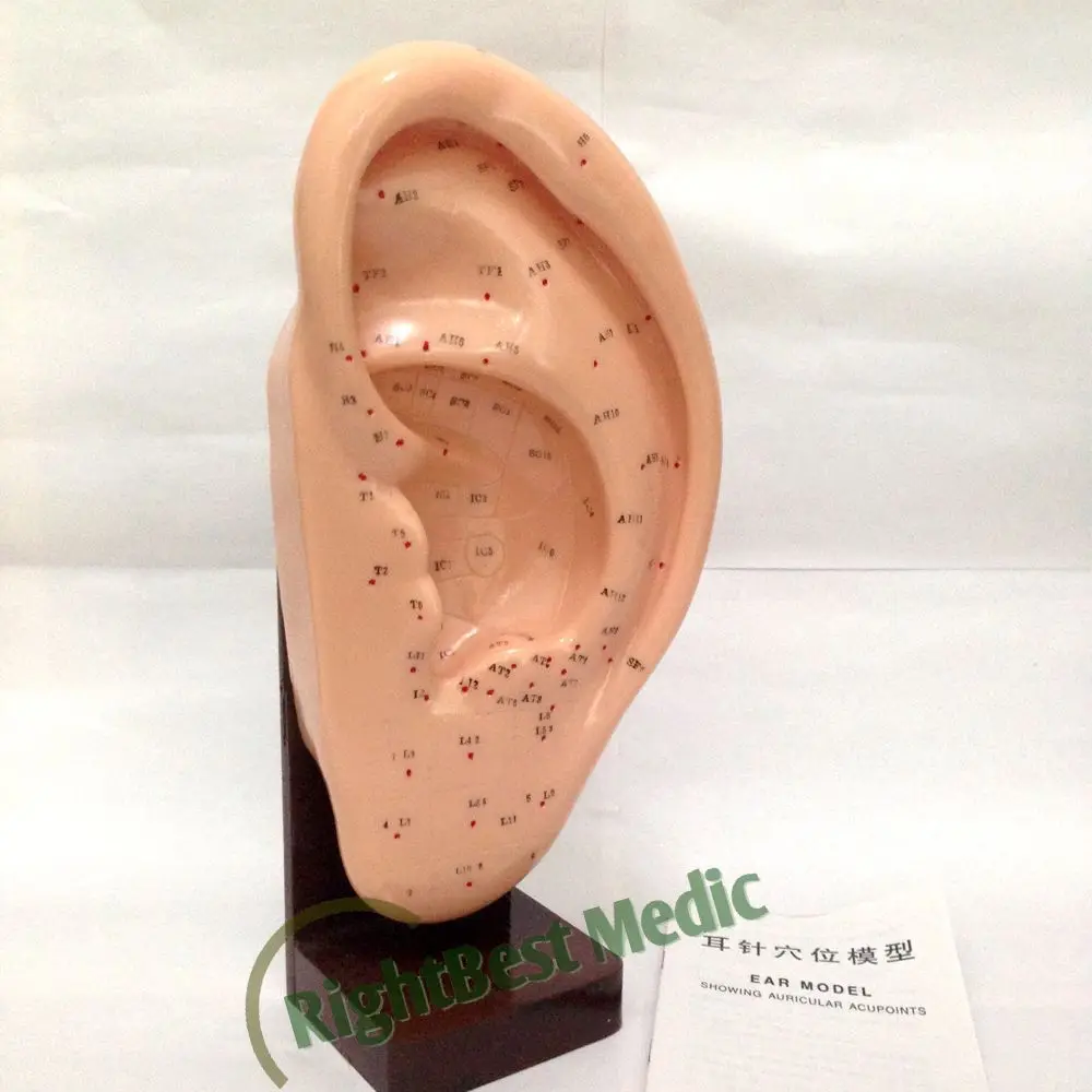 English User Manual Meridians Model Ear Acupuncture Points Model