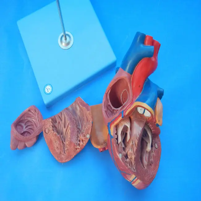 heart model 11.jpg