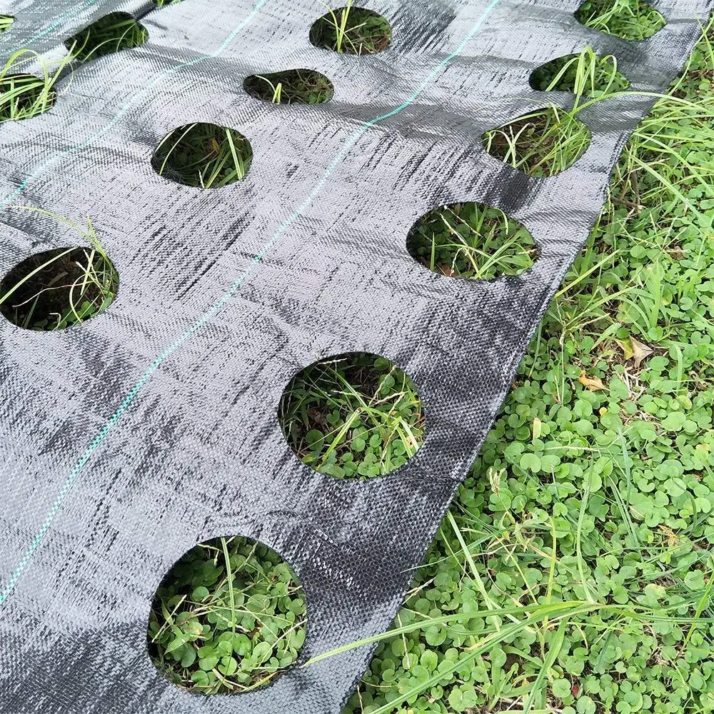 Buy OriginA Weed Control Fabric Planting Holes Ground Cover Weed