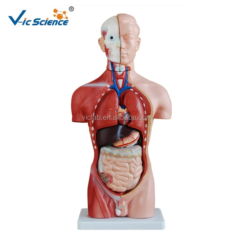 42cm Anatomy Human Body Organs Torso Model 13parts Buy Human Anatomy Torso Model Torso Human Model Human Torso Model Product On Alibaba Com
