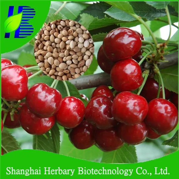 2021 fresh fruit seeds juicy sweet cherry fruit tree seeds for