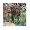 High quality SS 304 rope mesh protect windows/stainless steel zoo animal cable wire netting for sale