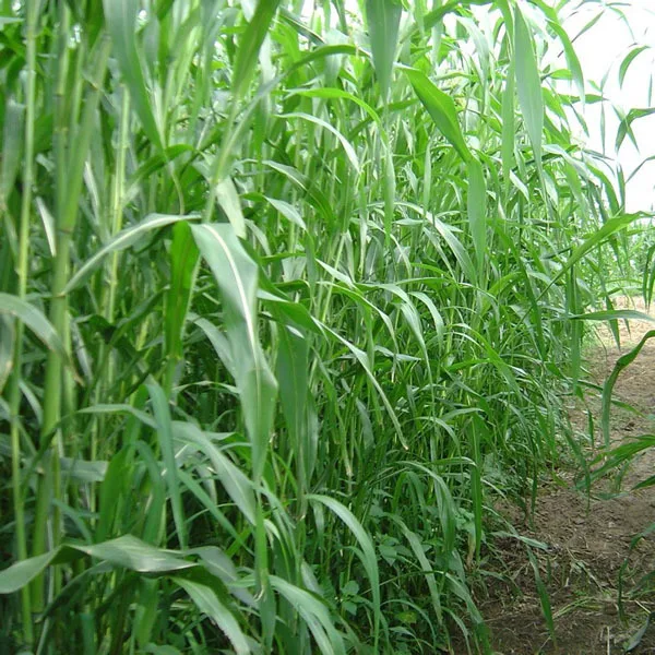 2016 New Forage Grass Seeds Sudan Grass Seeds For Growing Buy