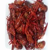 craw fish with good quality and best price