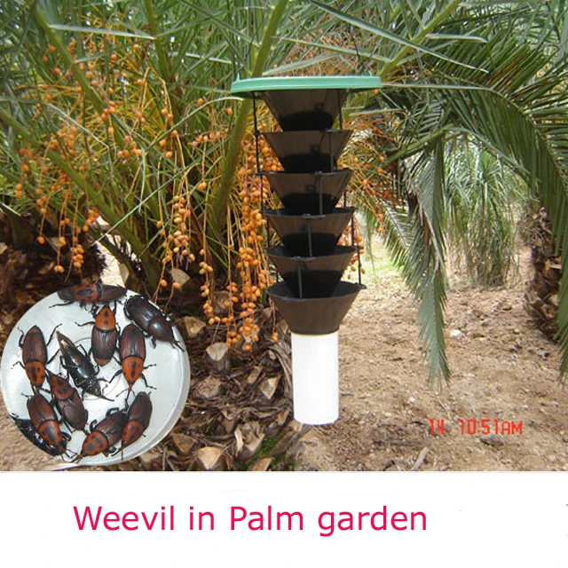 Weevil in Palm garden.jpg