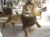 Newly made lifesize lion fiberglass animal