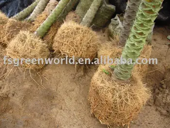 Phoenix Roots Tree Phoenix Roebelenii Roots - Buy Phoenix Roebelenii,Roebelenii Palm ...