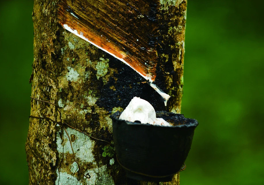 Ethephon 5% Gel For Rubber Tree - Buy Ethphon Gel,5% Ethephon,Gel ...