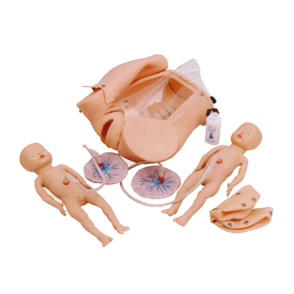 Pvc High Quality Chinon Delivery Course Vagina Models Birthing Training