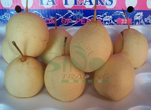 Ya_Pear.jpg