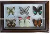 Wooden Frame With Real Butterfly
