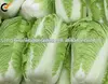 Chinese Cabbage