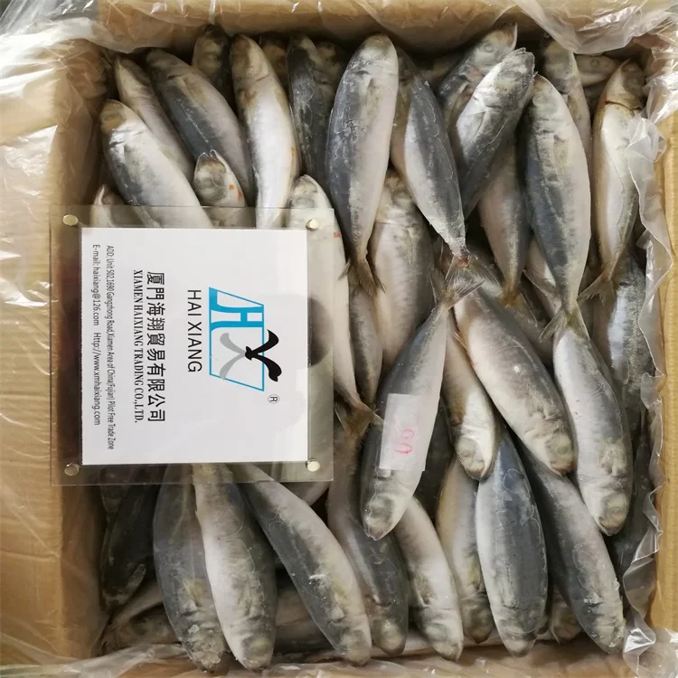 mackerel fish