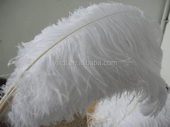 curly ostrich feathers