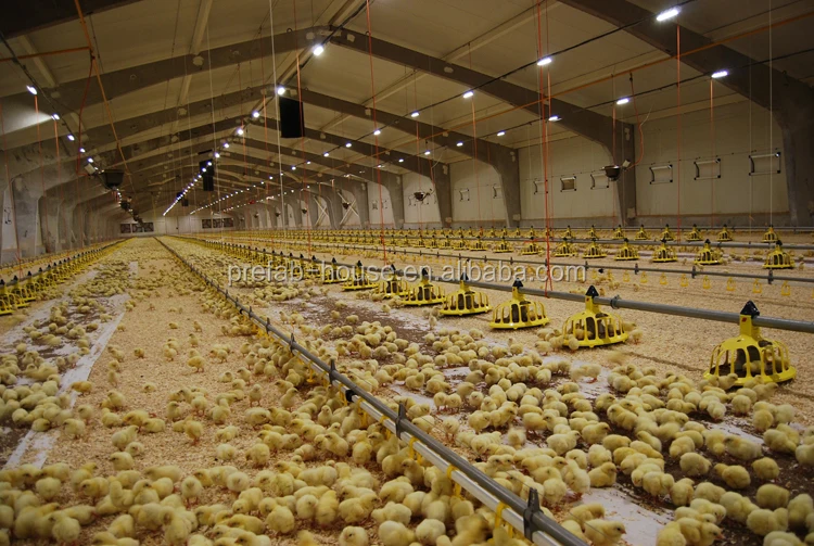 New poultry farming in india company for poultry farm-4