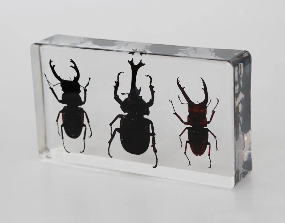 Real Insects Specimen 3 Battles Encased In Epoxy Resin Block For Crafts Buy Real Insects