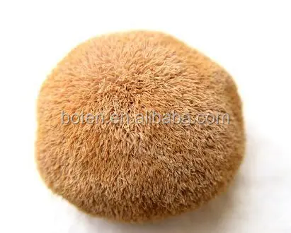 Organic Lion\\'s Mane Extract (2).jpg