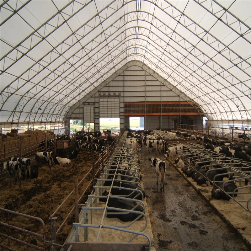 China Hjsd-s Durable Customized Steel Structure Dairy Cow Shed - Buy