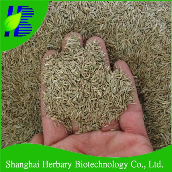 Winter Ryegrass Seeds For Both Pasture And For Lawns Buy Feeding Grass Grown For Forage Grass Seed For Lawn Product On Alibaba Com,Flock Of Birds Drawing