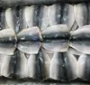Block Frozen Mackerel Flaps