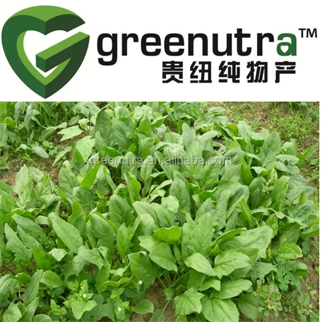Spinach Extract Buy Spinach Extract,Spinach Extract Powder,Spinach