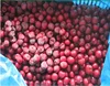 2016 IQF frozen pitted sour cherry