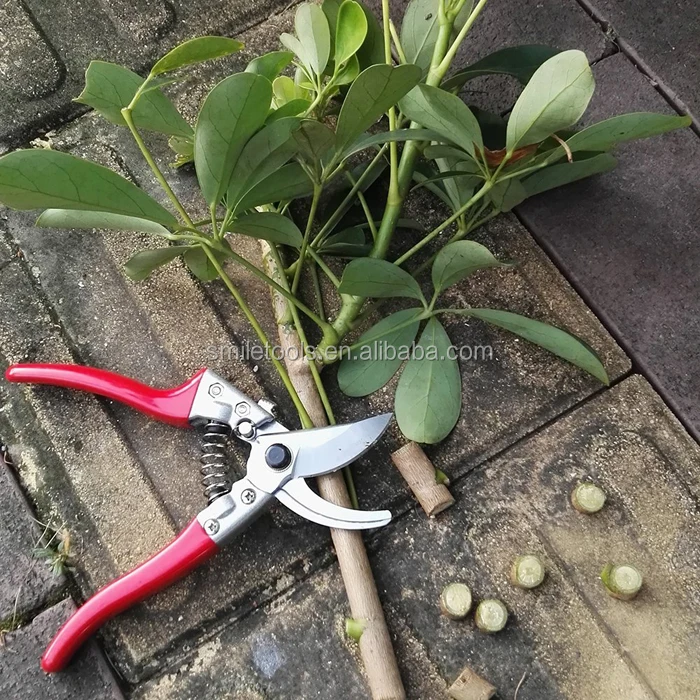 garden scissors (3).jpg