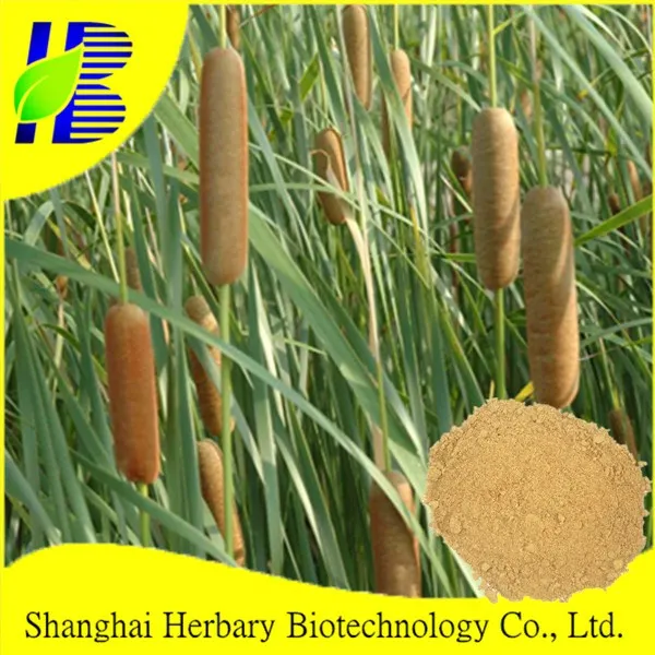 21 Hot Sell 100 Natural Cattail Pollen Buy ガマ花粉 甘い花粉 ガマ花粉エキス Product On Alibaba Com