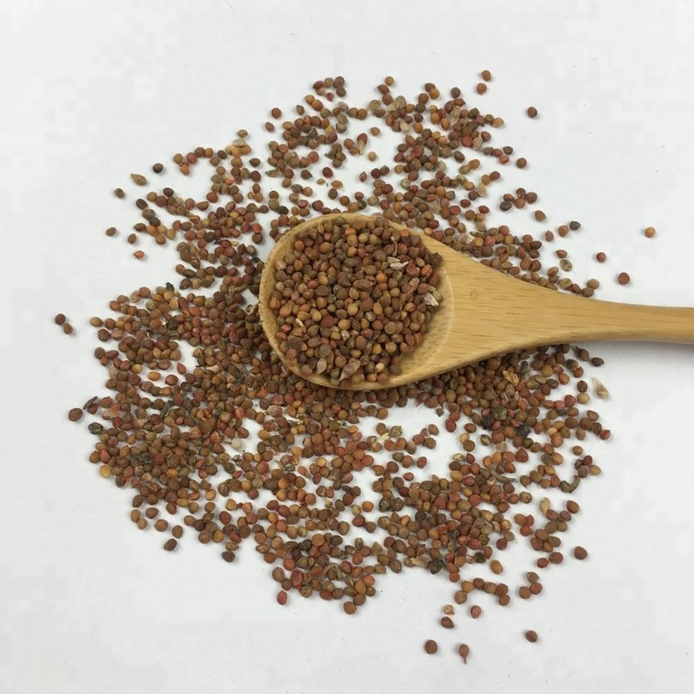 всходы тутовника. шелковица семена. росток шелковицы. всходы тутовника. семена тутовника.