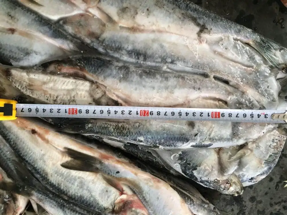 Hot Sale Fresh Materials Frozen Fish Herring Whole Round Buy Fish