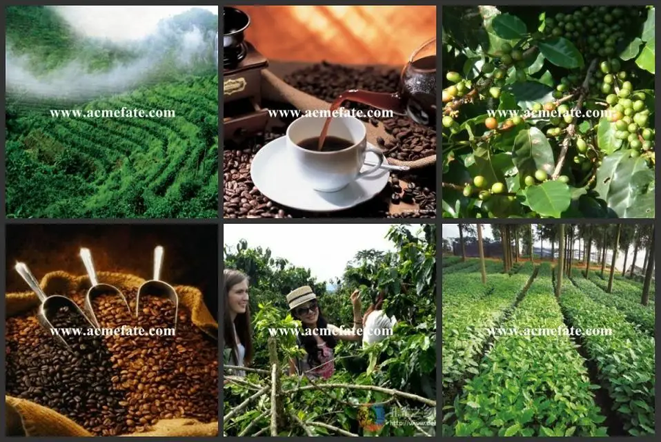 green coffee beans.jpg