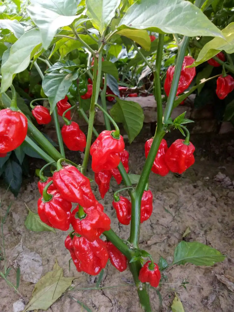 所有行业  农业 植物种子与鳞茎  蔬菜种子  很辣灯笼混合辣椒 varity