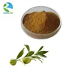 Natural organic olive leaf extract oleuropein