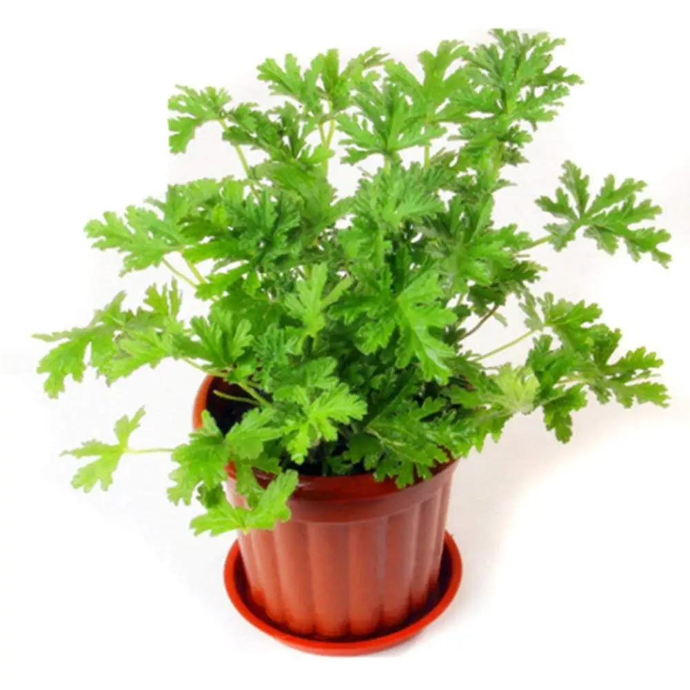 Cheap Citronella Garden, find Citronella Garden deals on line at
