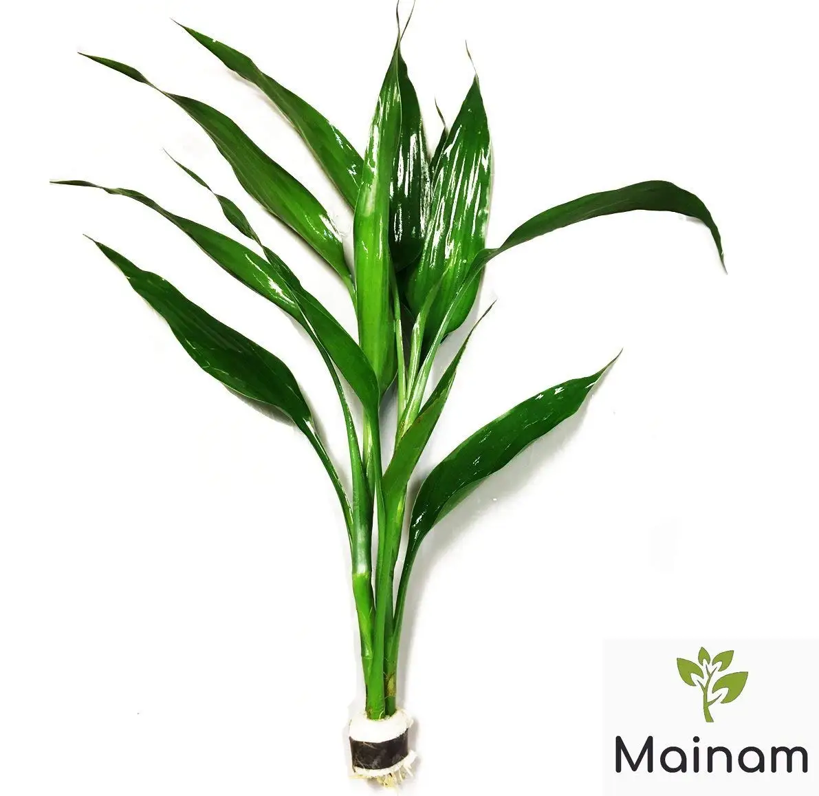 cheap bamboo dracaena sanderiana