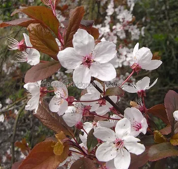 Ornamentales De Cerezo Japones Flor Arbol Buy De Arbol De Cerezo Japones De La Flor De La Cereza Arbol De La Flor Cereza Product On Alibaba Com