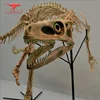 velociraptor replica,dinosaur Skeleton Fossil Model