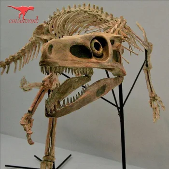 velociraptor skeleton for sale